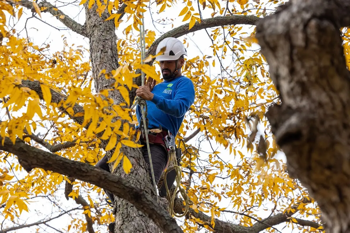 Skilled Tree Trimming crew working in Tipton